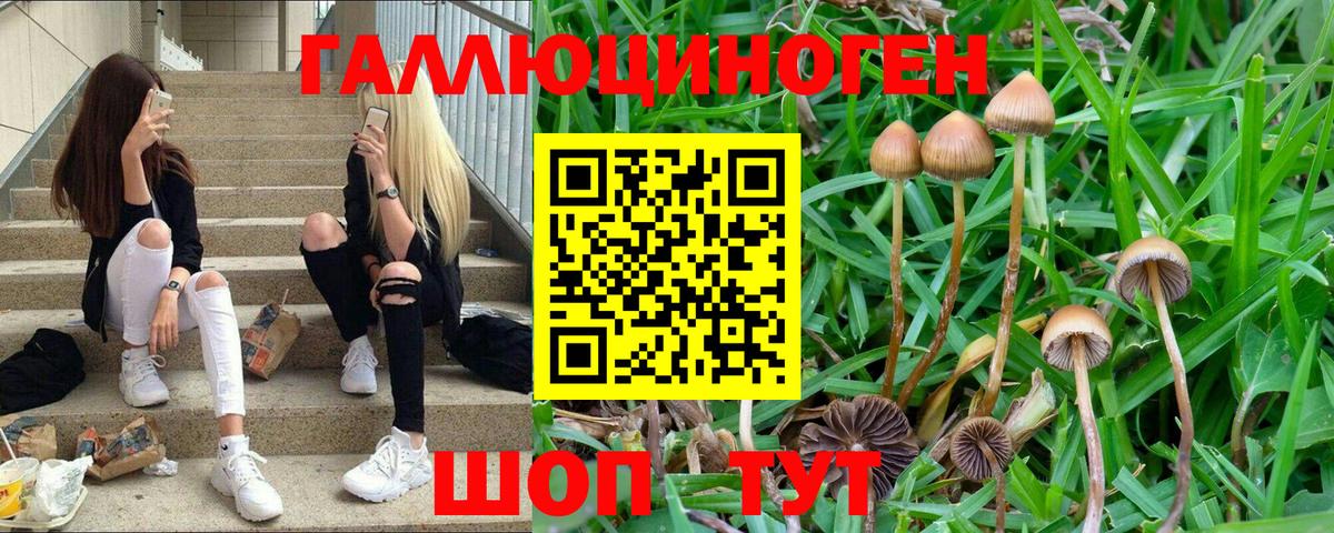 Галлюциногенные грибы Psilocybine cubensis Абакан